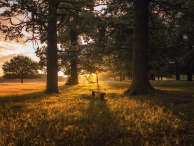 sunlight through trees onto a wooden bench in grassy field